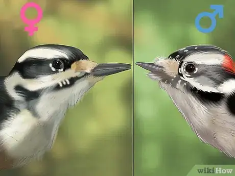 Image titled Tell the Difference Between Downy and Hairy Woodpeckers Step 1