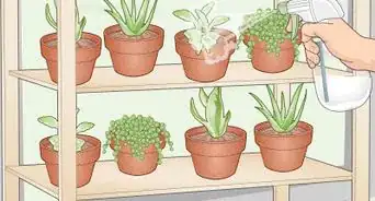 Make a Mini Garden in Your Room