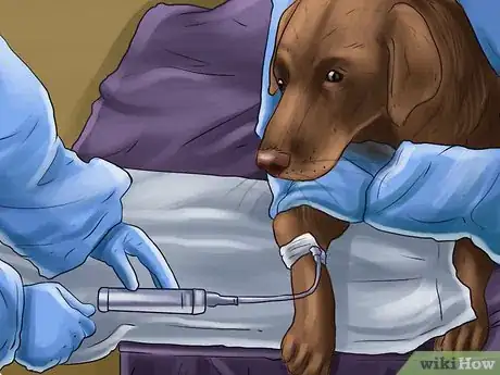 Image titled Treat a Dog with Osteosarcoma Step 8