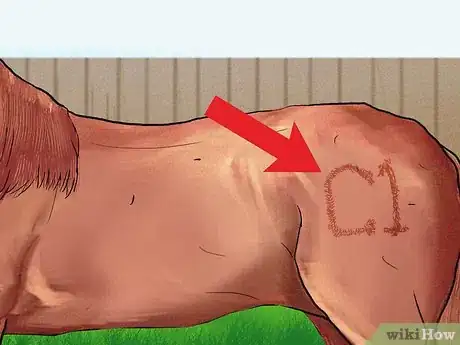 Image titled Buy a Trail Horse Step 3