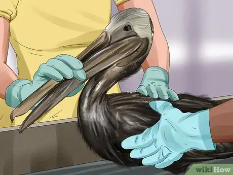 Image titled Clean Oil off Birds Step 1