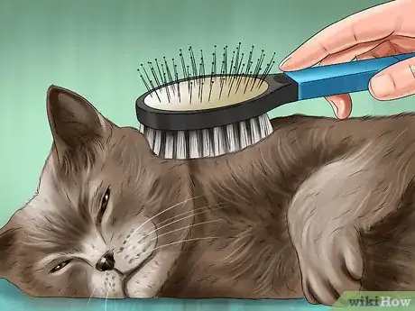 Image titled Care for a LaPerm Cat Step 8
