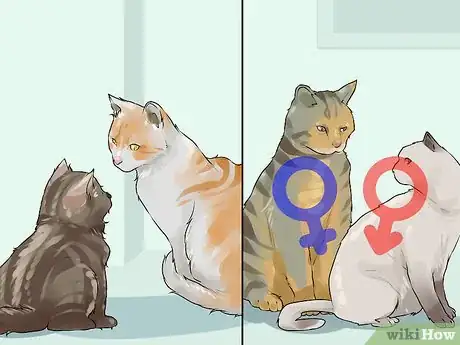 Image titled Keep an Old Cat Young at Heart Step 3