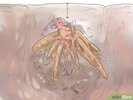 Image titled Plant Peonies Step 11