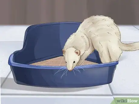 Image titled Care for a Ferret Step 9