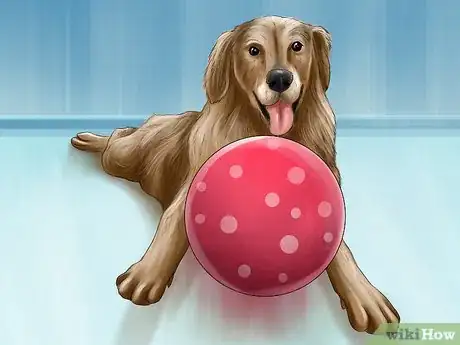 Image titled Rotate Your Dog's Toys Step 9