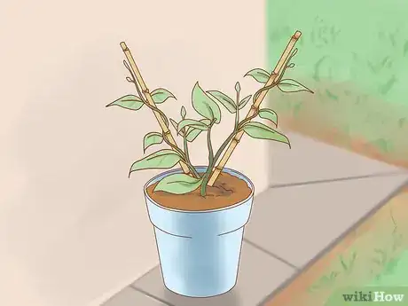 Image titled Prune Jasmine Step 16