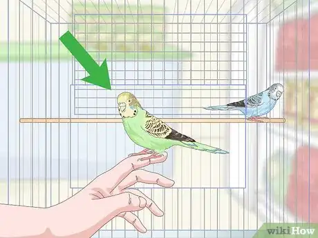 Image titled Own a Parakeet Step 3