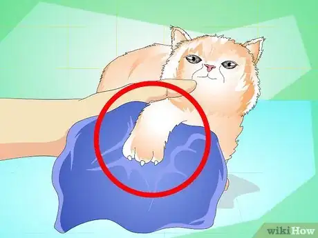 Image titled Give a Kitten a Bath Step 5