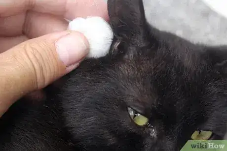 Image titled Make a Homemade Cat Spa Step 13