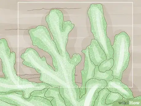 Image titled Identify Bryophytes Step 10