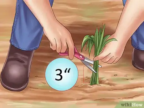 Image titled Winterize Calla Lily Bulbs Step 1