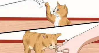 Socialise Timid Kittens