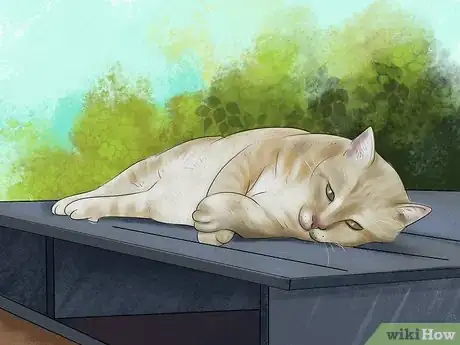 Image titled Protect an Outdoor Cat from Excess Sunlight Step 8