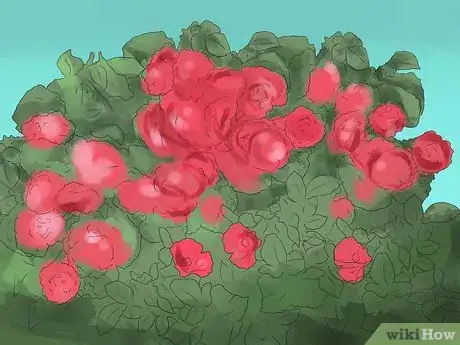 Image titled Prune Drift Roses Step 1