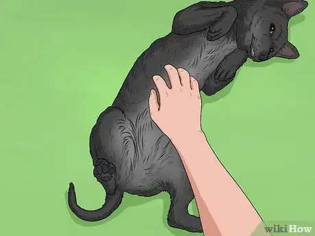 Image titled Hang Out with Your Dog Step 5