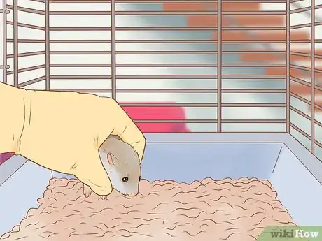Image titled Introduce a New Hamster to Your Home Step 12