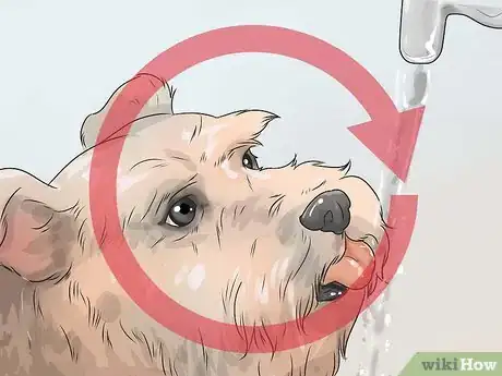 Image titled Diagnose Diabetes in Miniature Schnauzers Step 1