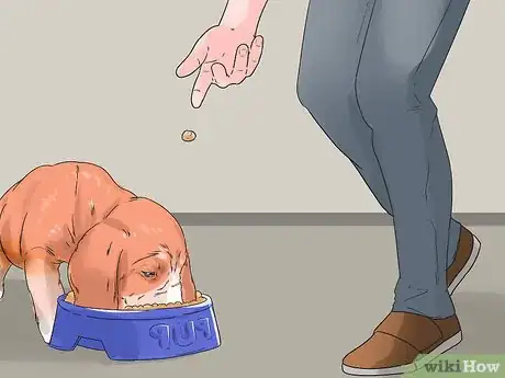 Image titled Get Your Dog to Stop Growling at You when Eating Step 3