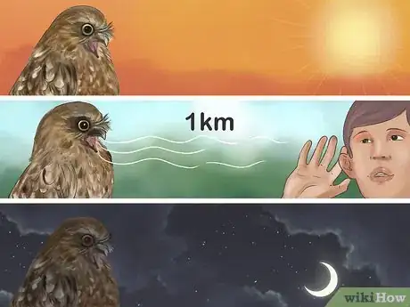 Image titled Identity a Southern Boobook Owl Step 6