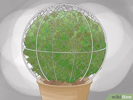 Image titled Grow a Topiary Step 9