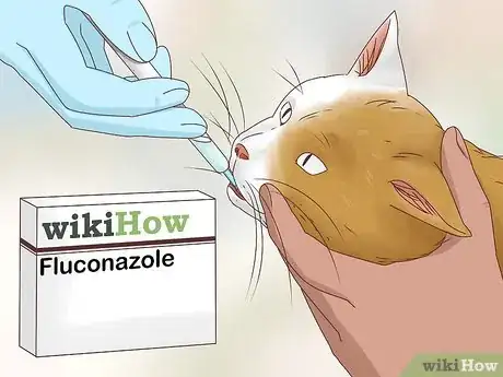 Image titled Diagnose and Treat Histoplasmosis in Cats Step 10