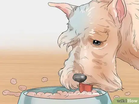 Image titled Diagnose Diabetes in Miniature Schnauzers Step 3