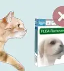 Treat Fleas in Young Kittens and Nursing Mothers