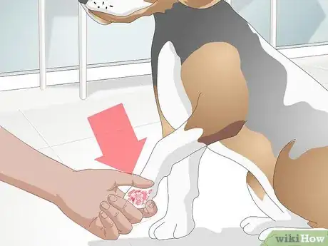 Image titled Deal with Excessive Licking in Older Dogs Step 2