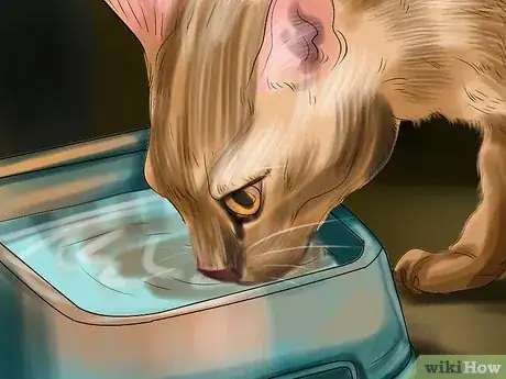 Image titled Diagnose and Treat Vitamin A Toxicity in Cats Step 10