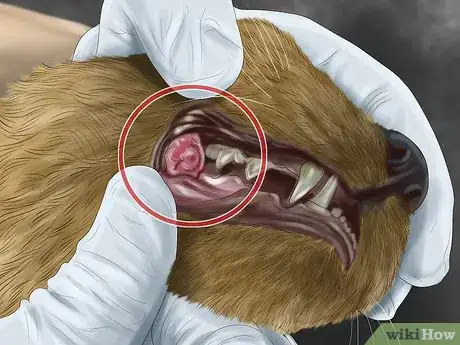 Image titled Pick a Healthy Adult Cat Step 7