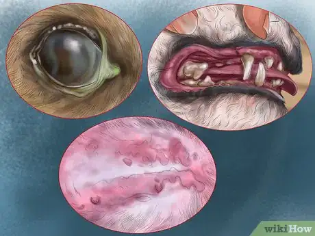 Image titled Pick a Healthy Adult Dog Step 7