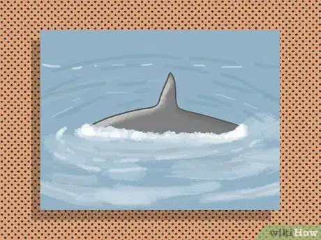 Image titled Identify an Orca Whale Step 1Bullet1