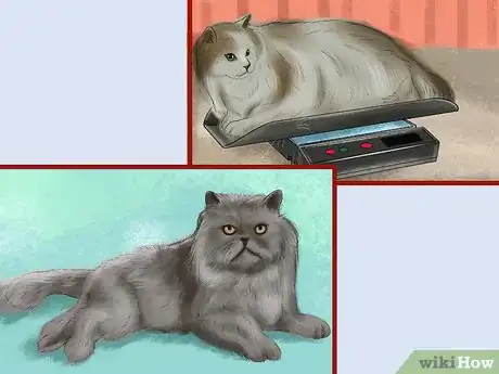 Image titled Protect an Outdoor Cat from Excess Sunlight Step 9