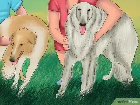 Image titled Care for a Borzoi Step 8