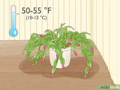 Image titled Get a Christmas Cactus to Bloom Step 9