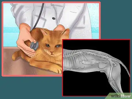 Image titled Give Your Cat a Joint Supplement Step 2