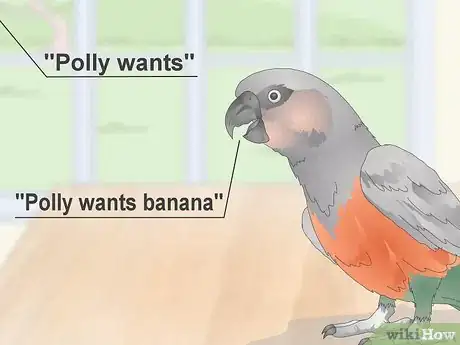 Image titled Teach a Red Bellied Parrot to Speak Step 6