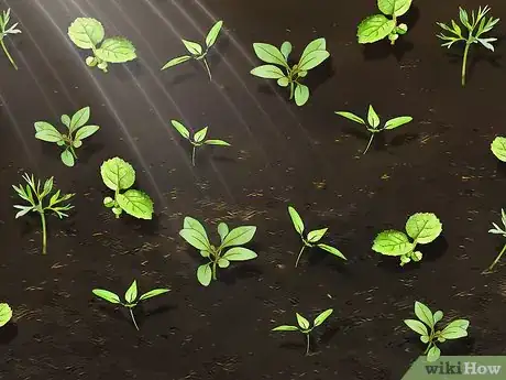 Image titled Grow Wildflowers Step 15