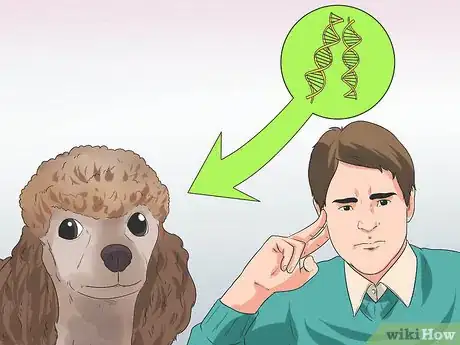 Image titled Diagnose Glaucoma in Poodles Step 12