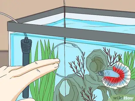 Image titled Teach Your Betta Fish to Swim Through a Hoop Step 9