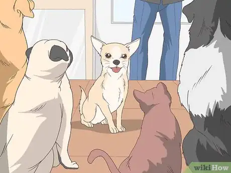 Image titled Train Chihuahuas Step 11