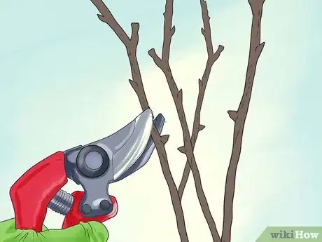 Image titled Prune Drift Roses Step 8