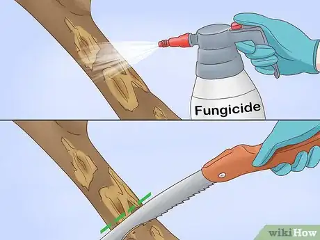 Image titled Grow Cinnamon Step 14