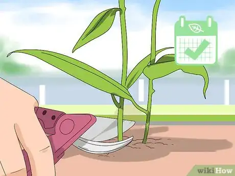 Image titled Prune Coneflowers Step 6