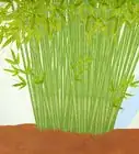 Plant a Clumping Bamboo