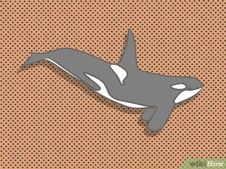 Image titled Identify an Orca Whale Step 3Bullet1