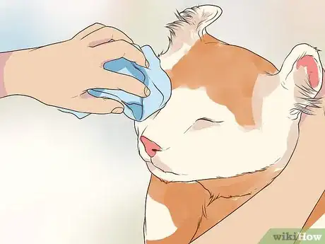 Image titled Care for an American Curl Cat Step 8