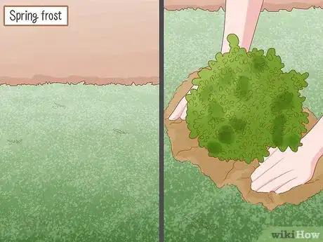 Image titled Grow Boxwood Shrubs Step 9