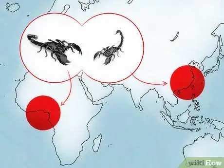 Image titled Identify an Emperor Scorpion Step 10